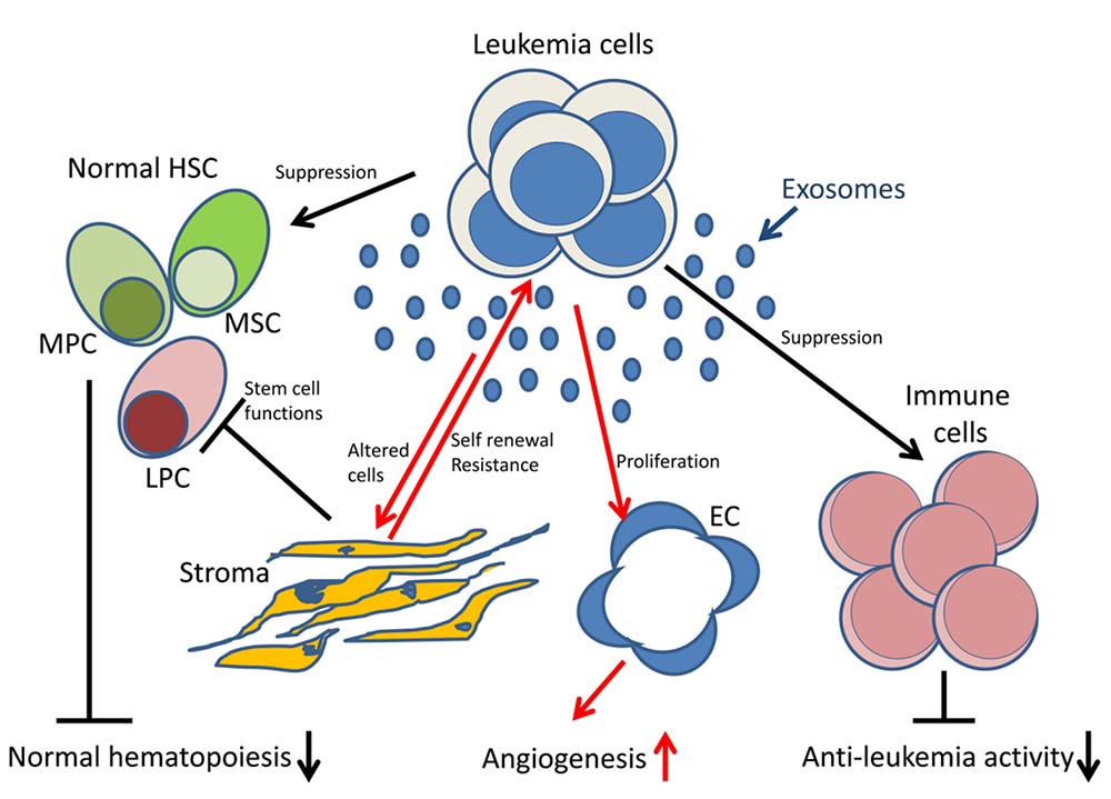 Leukemia-derived exosomes in the bone marrow environment.